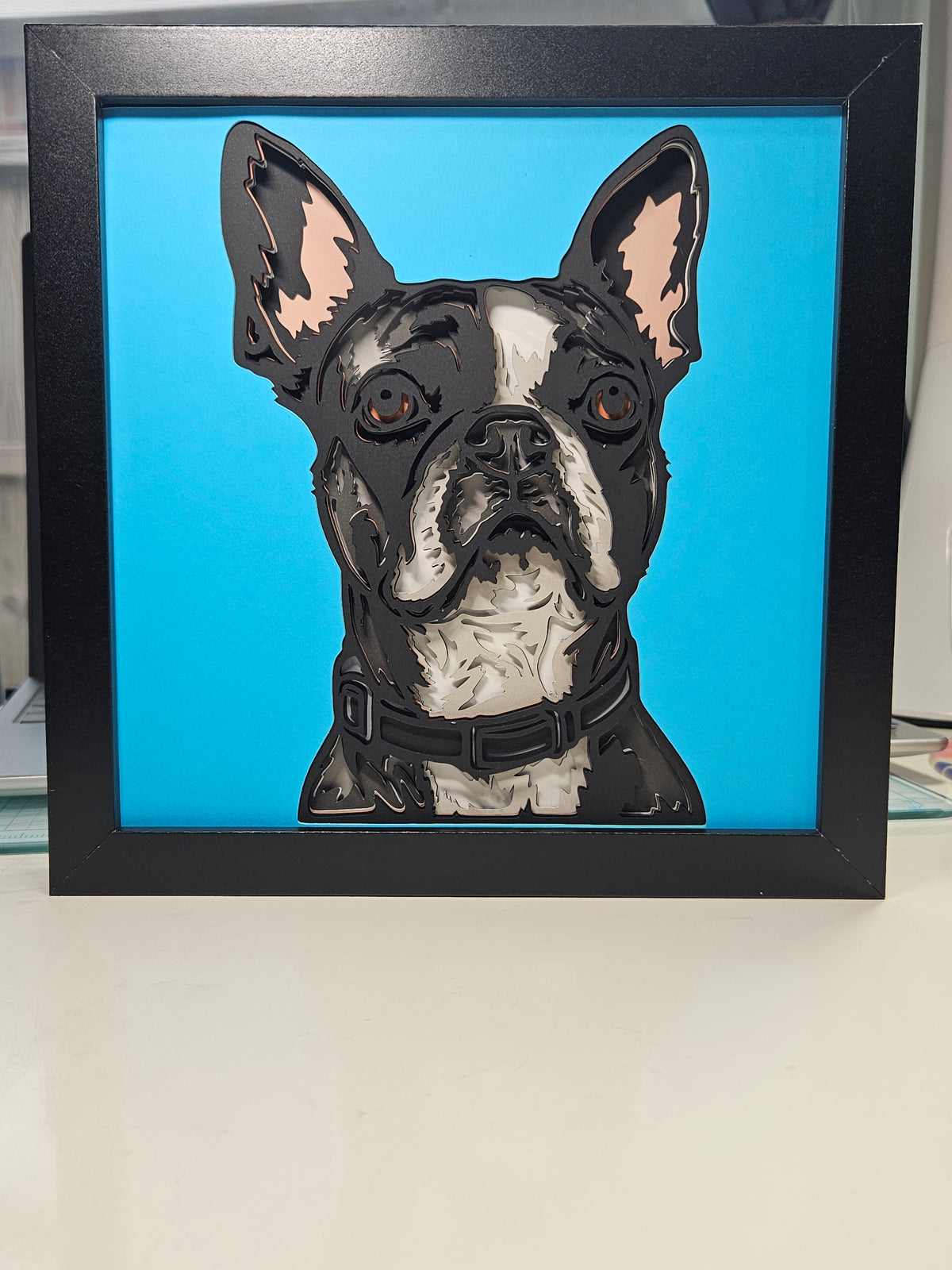 Boston Terrier